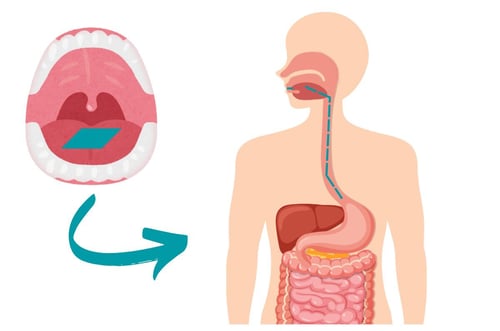 Gastrointestinal route site